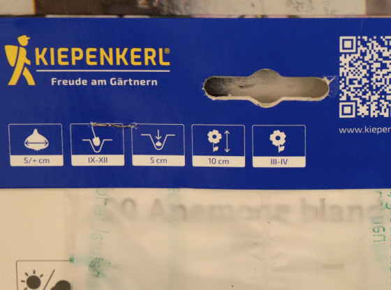 detail Balkánská směs sasanek