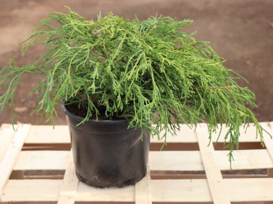 detail Cypřišek hrachonosný 'Filifera Aurea'