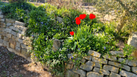 Barvínek - rostlina, která umí všechno