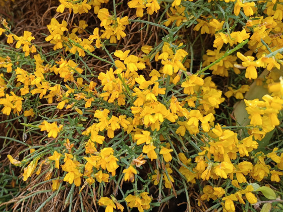 detail Kručinka lydijská