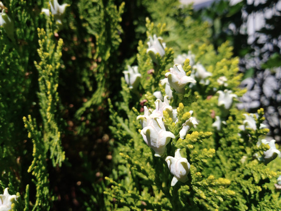 detail Zerav východní 'Aurea Nana'