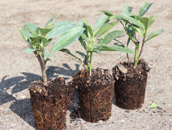 detail Bobkovišen lékařská 'Fontanette'