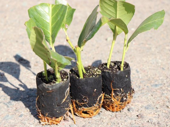 detail Bobkovišeň lékařská 'Rotundifolia´