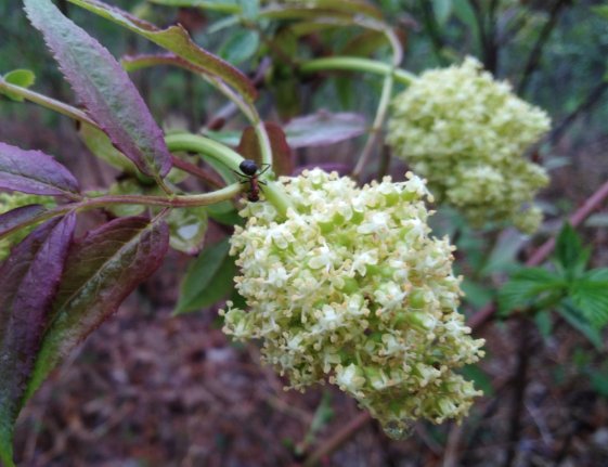 detail Bez červený