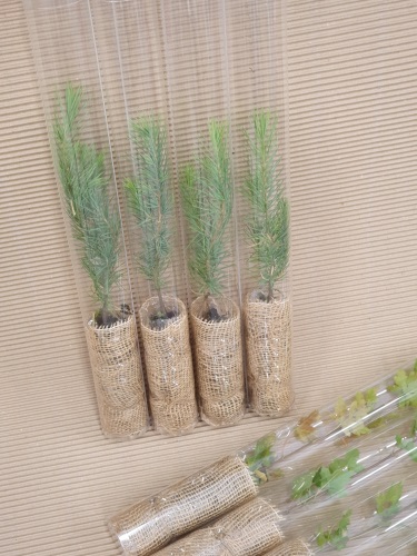 detail Plastový tubus na rostliny