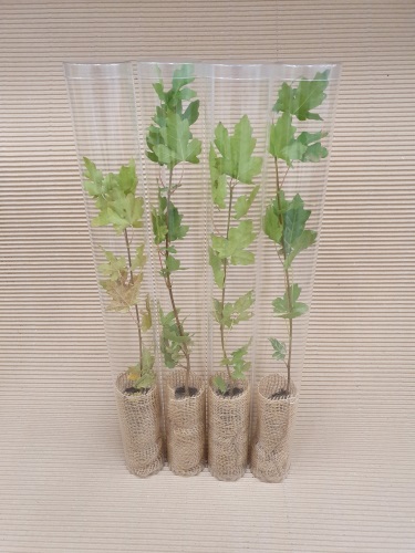 detail Plastový tubus na rostliny