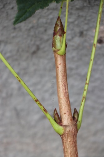 detail Jírovec maďal