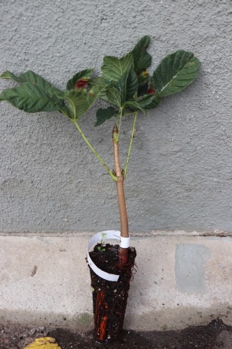 detail Jírovec maďal