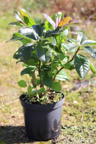 detail Azalka dřevitá 'Klondyke'