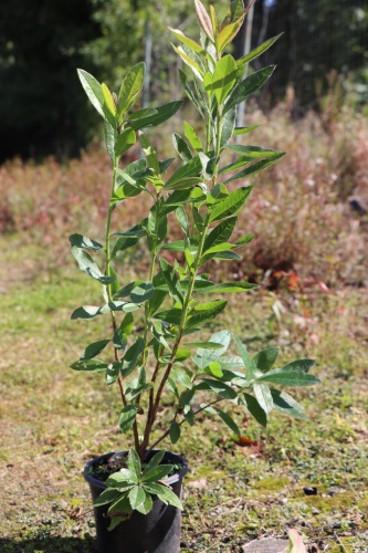 detail Azalka dřevitá 'Nabucco'