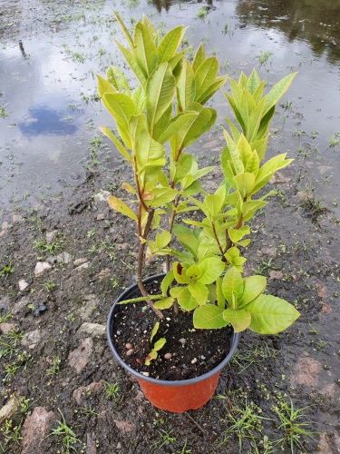 detail Azalka knaphill 'Homebush'