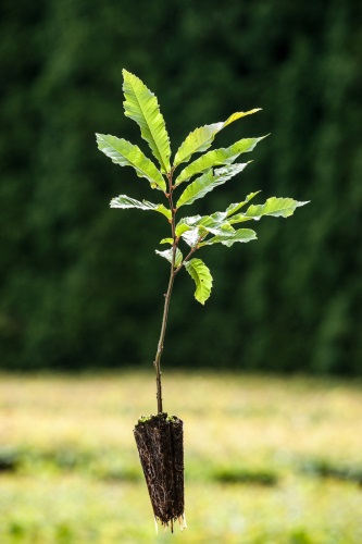 detail Kaštanovník jedlý - semenáč