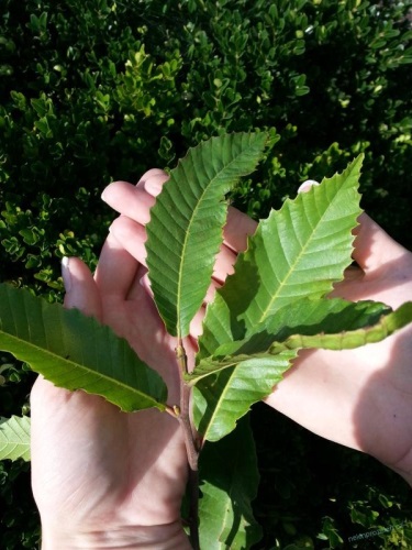 detail Kaštanovník jedlý - semenáč