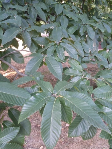 detail Kaštanovník jedlý - semenáč