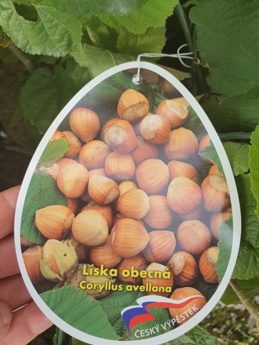 detail Líska velkoplodá 'Tonda di Giffone'