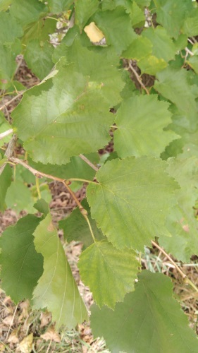 detail Líska turecká - semenáč