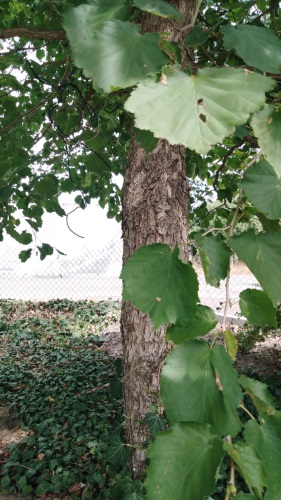 detail Líska turecká - semenáč