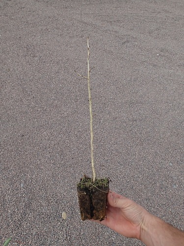 detail Líska turecká - semenáč