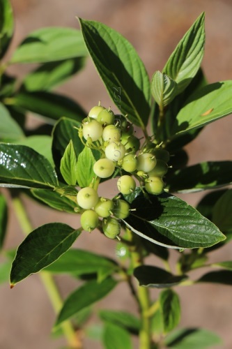 detail Svída výběžkatá 'Flaviramea'