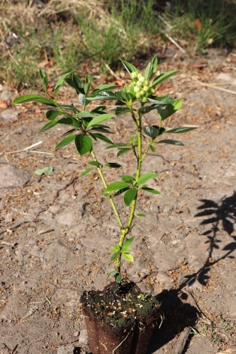 detail Svída výběžkatá 'Flaviramea'