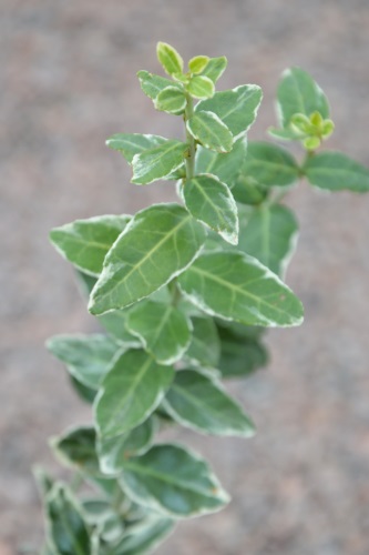 detail Brslen Fortuneův 'Emerald Gaiety'