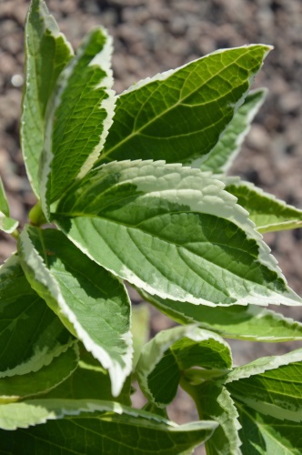 detail Hortenzie velkolistá 'Trico'