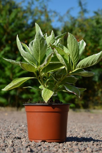 detail Hortenzie velkolistá 'Trico'