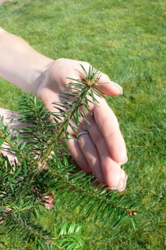 detail Jedle kavkazská