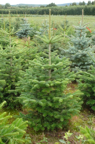 detail Jedle kavkazská