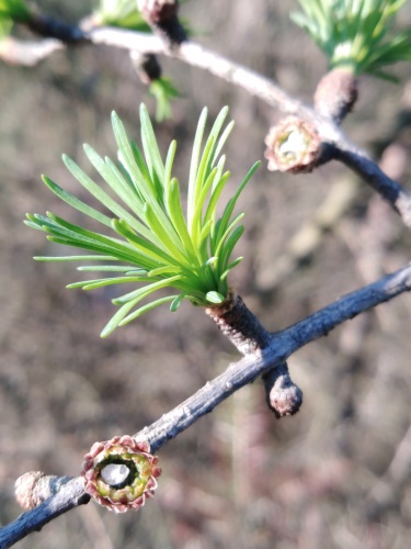 detail Modřín opadavý, 26-35 cm, QP40