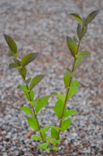 detail Ptačí zob vejčitolistý