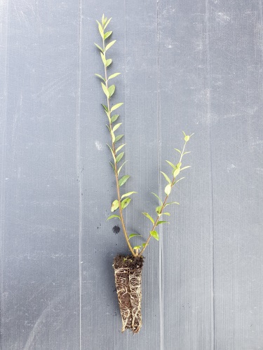 detail Ptačí zob obecný 'Compacta'