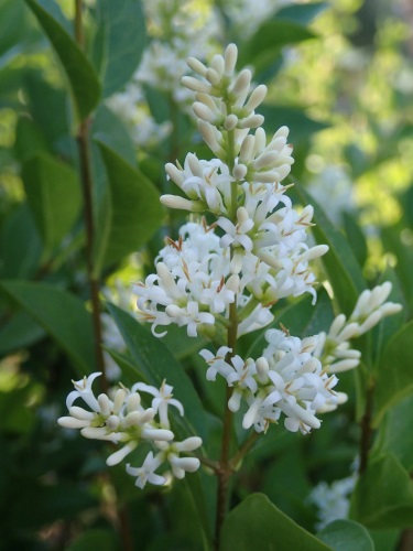 detail Ptačí zob obecný 'Atrovirens'