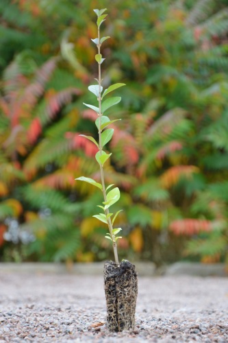 detail Ptačí zob obecný