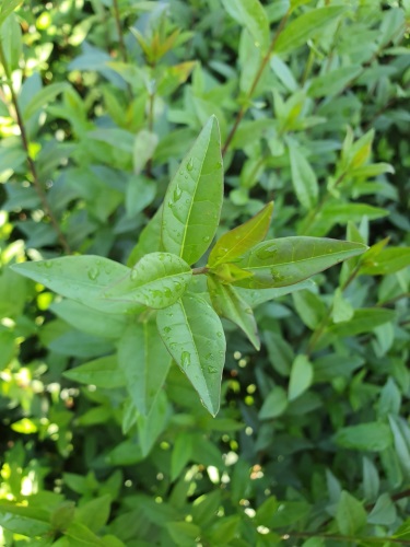 detail Ptačí zob obecný