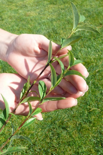 detail Ptačí zob obecný