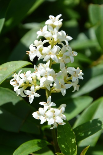 detail Ptačí zob obecný