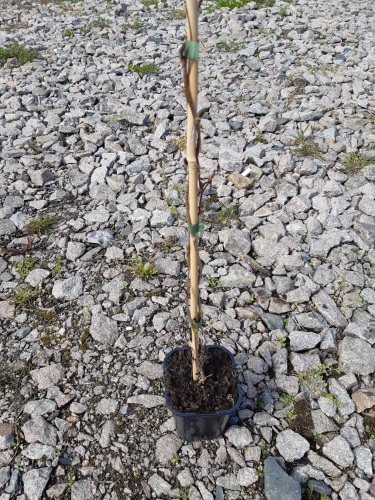 detail Aktinidie význačná (kiwi) 'Weiki'