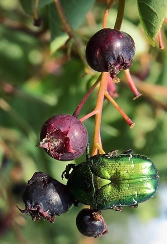 Muchovník olšolistý 'Thiessen'