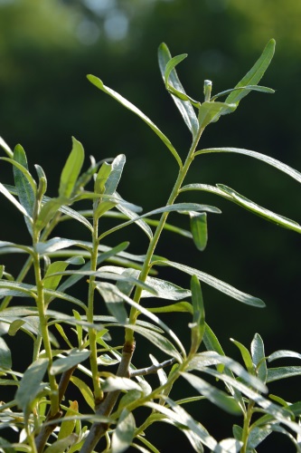 detail Rakytník řešetlákový 'Sluníčko'