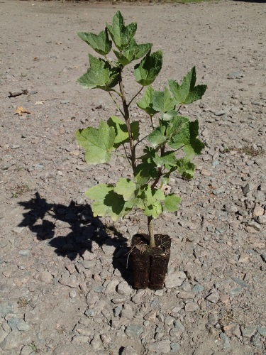 detail Rybíz černý 'Titania'