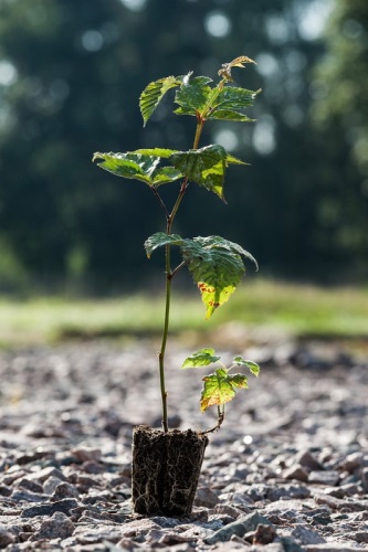 detail Ostružiník 'Čačanská beztrnná'®