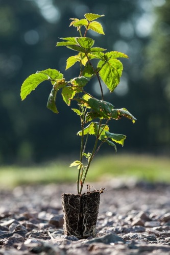 detail Ostružiník 'Dirksen' - beztrnný