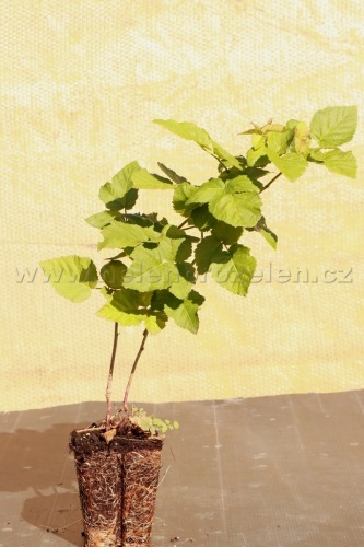 detail Malino-ostružiník 'Tayberry Buckingham'