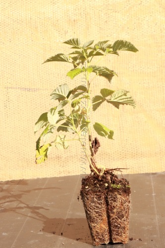 detail Maliník 'Autumn First'– stáleplodící