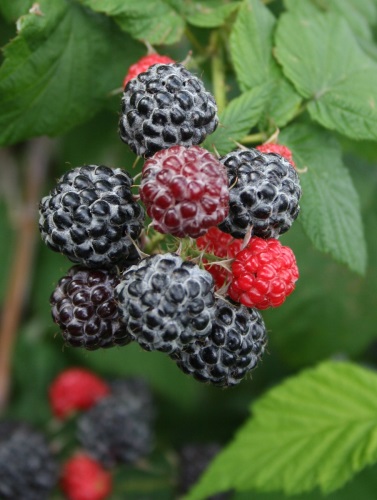 detail Malina černá 'Black Jewel'