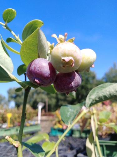 detail Kanadská borůvka 'Duke' - raná