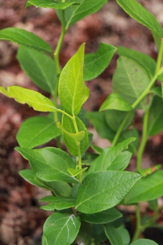 detail Kanadská borůvka 'Goldtraube'