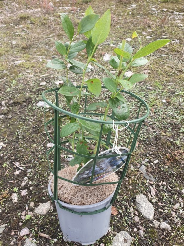 detail Kanadská borůvka 'Hannah choice' - raná