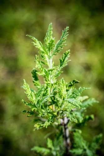 detail Perovskie lebedolistá 'Blue Spire´